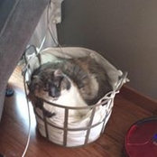 Ali Wicklund's photo