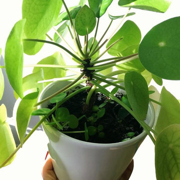 Pilea Peperomioides Babies