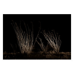 Douglas Page Photographic Arts - Ocotillo Midnight, Canvas Giclee, 24"x16" - Prints And Posters