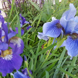 Iris - Products