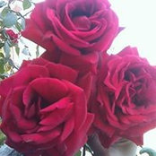Photo de Sudha Gupta