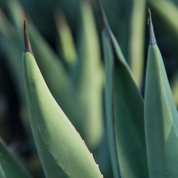 Nursery Stock