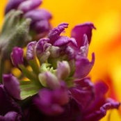 Photo de Amy Ludvigsen