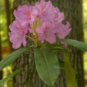 Rene Wence's photo