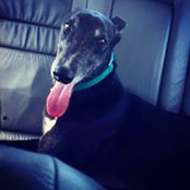 Maverick Woofington's photo