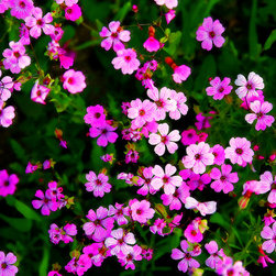 Pink Wildflowers 2 - Artwork