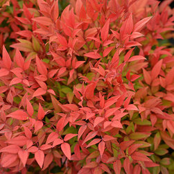 Current Featured Plants - Products