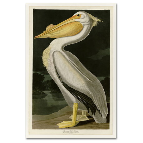 John James Audobon 'American White Pelican' Canvas Art, 47x30