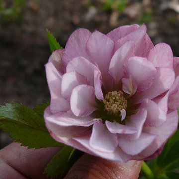 Power Flower of the Month -- Hellebores