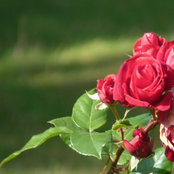 Phyllis's photo