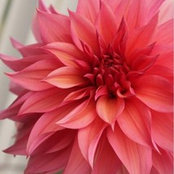 Judi Craig's photo