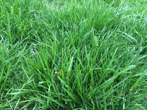 Grass, weed, or grassy weed?