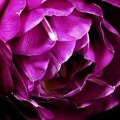 Catina Nealy's photo