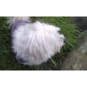 Ruth Walker's photo