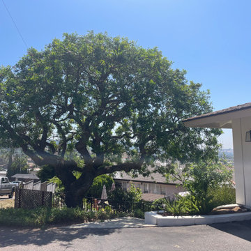 Tree Care