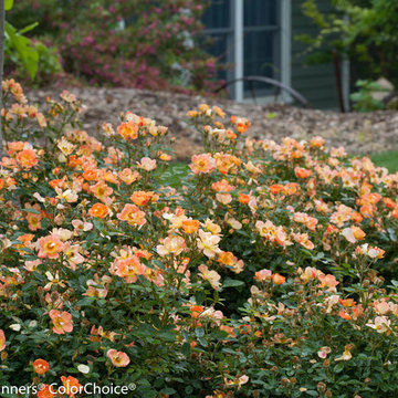 Oso Easy® Paprika Landscape Rose