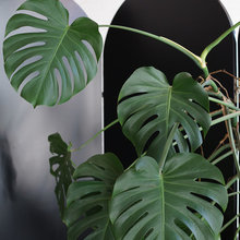 Plants