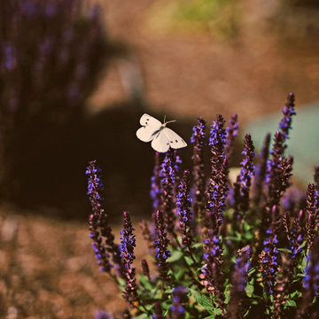 Salvia and Butterfly