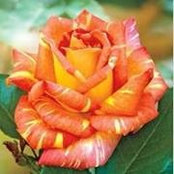 Debbie Whelan's photo