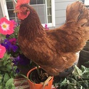 Susan Tingey's photo