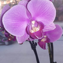My sick orchids are better now!