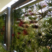 House Plants