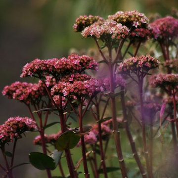 Sedum
