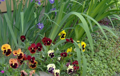 Great Design Plant: Pansy