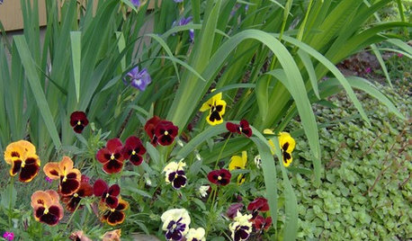 Great Design Plant: Pansy