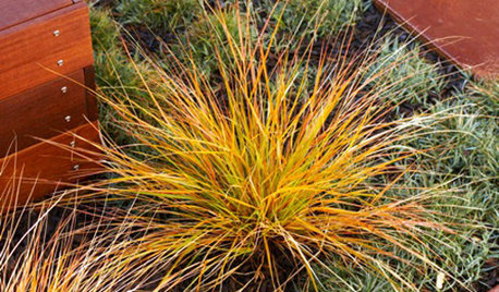 Great Plant: New Zealand Wind Grass