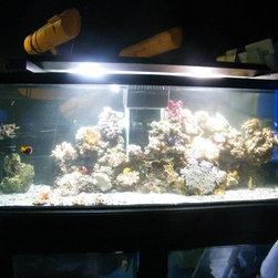 Fresh water and marine fish - Products