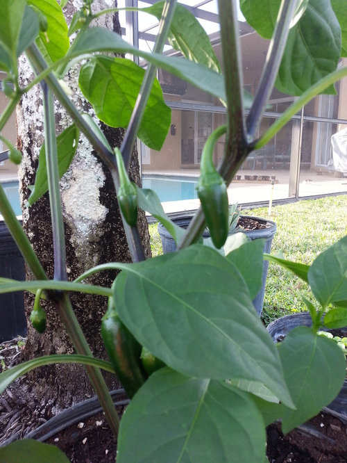 Why did my Habaneros and Scotch Bonnets grow like this?