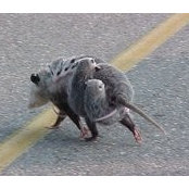 Possum Johnson's photo