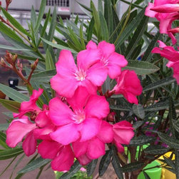 Nursery - Gardening And Lawn Care