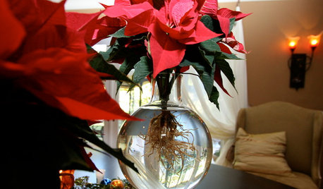 Tænk ud af potten – sådan kan julestjerner også anrettes
