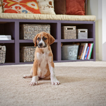 STAINMASTER® PetProtect™ carpet