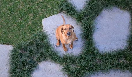 Dog Days: 8 Garden Features to Delight Your Pooch