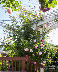 How to Design Climbing Rose at Corner of Home