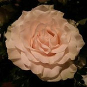 Foto de Deborah Moore
