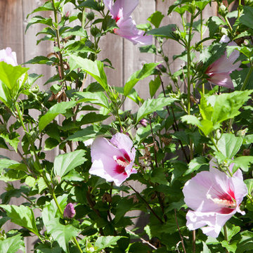 Backyard Entertaining in Medford, MA
