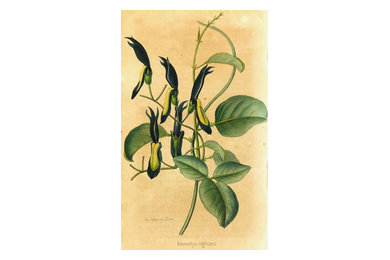 Consigned Lemercier Botanical Antique Print, C. 1850