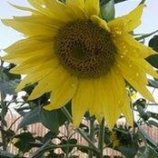 Carol Sliter Hoefer's photo