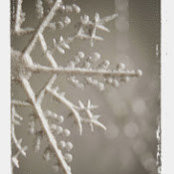 Photo de Ainslie Duncan