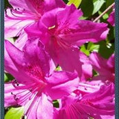 Patricia Kaply's photo