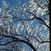 Julie Cesaroni's photo
