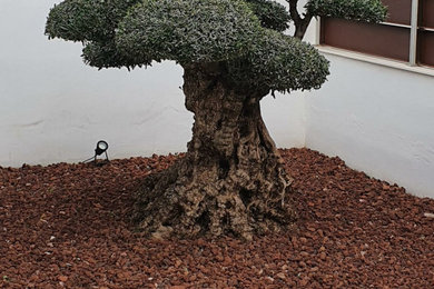 Poda