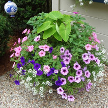 My Garden Fav's