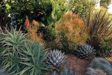 Inspiration for a southwestern landscaping in Los Angeles.