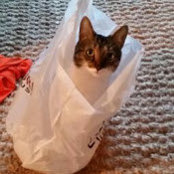 Jessica Patton's photo