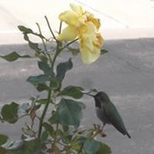 Foto von Carol Ellis